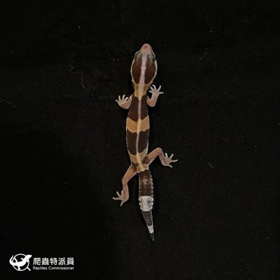 肥尾守宮．直線普肥（編號 94）2