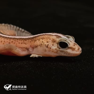 肥尾守宮．直線無紋 h 奧利奧（編號 40）4