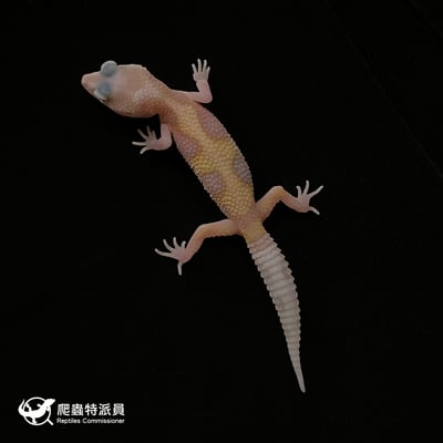 豹紋守宮．WY 川白（編號 14）2