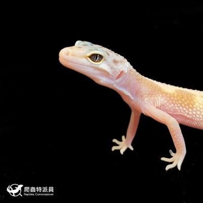 豹紋守宮．橘化（編號 163）5