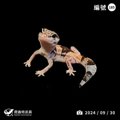 肥尾守宮．普肥 h 幽靈祖魯（編號 185）1