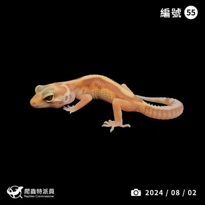 豹紋守宮．川白直線雪花（編號 55）1