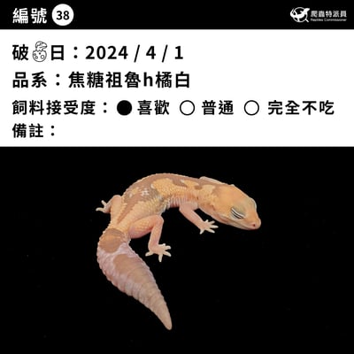 肥尾守宮．焦糖祖魯 h 橘白（編號 38）3