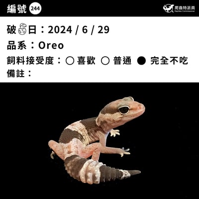 肥尾守宮．Oreo（編號 244）3