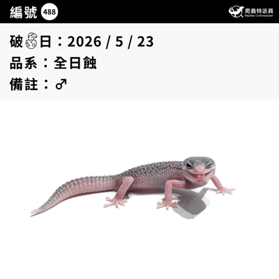 豹紋守宮．全日蝕（編號 488）3