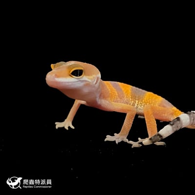 豹紋守宮．橘化（編號 112）5