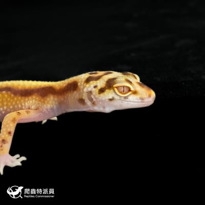 豹紋守宮．WY 貝爾（編號 372）4