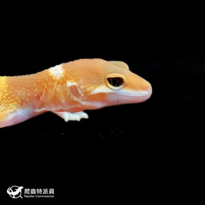 豹紋守宮． 橘化（編號 135）4