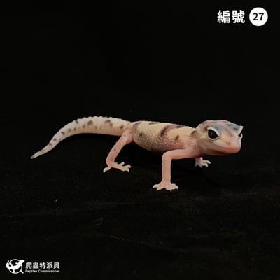 豹紋守宮．WY 雪花叢林（編號 27）1