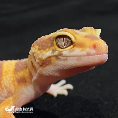 豹紋守宮．貝爾白化（編號 1）4