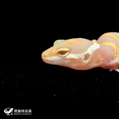 豹紋守宮．日焰（編號 102）5