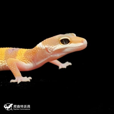 豹紋守宮．橘化（編號 132）4