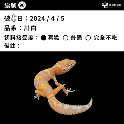 豹紋守宮．川普白化（編號 90）3