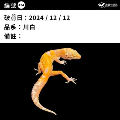 豹紋守宮．川白（編號 424）3