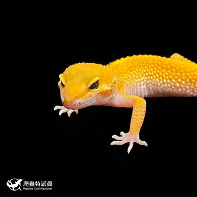 豹紋守宮．橘化（編號 269 ）5