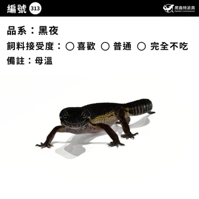 豹紋守宮．黑夜（編號 313）3