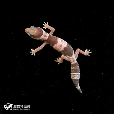 肥尾守宮．Oreo（編號 244）2