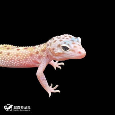 豹紋守宮．雪花（編號 264 ）4