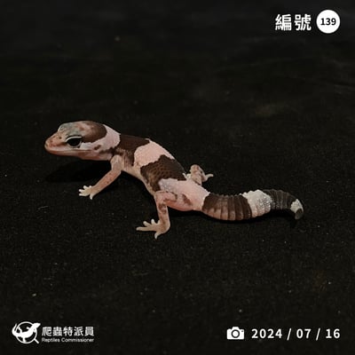 肥尾守宮．Oreo（編號 139）1