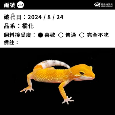 豹紋守宮．橘化（編號 262 ）3