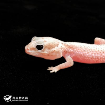 肥尾守宮．Oreo 無紋（編號 369）5