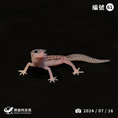 豹紋守宮．超雪（編號 61）1