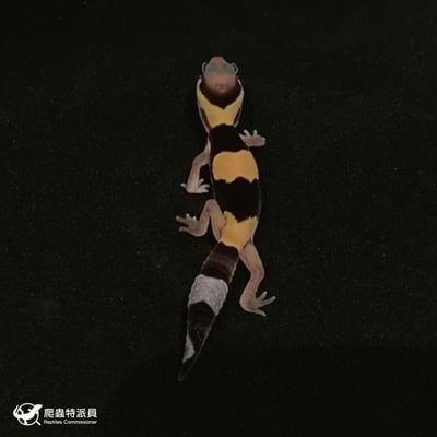 肥尾守宮．普肥（編號 47）2