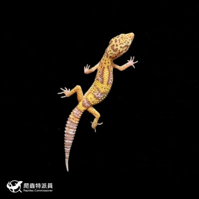 豹紋守宮．雪花雷達（編號 422）2