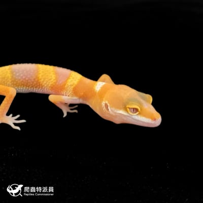 豹紋守宮．日焰（編號 111）5