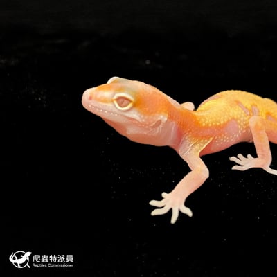 豹紋守宮．川白日蝕（編號 83）5