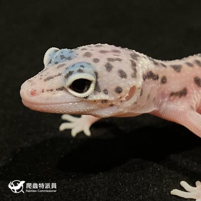 豹紋守宮．雪花叢林（編號 30）6