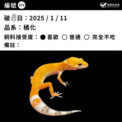 豹紋守宮．橘化（編號 375）3