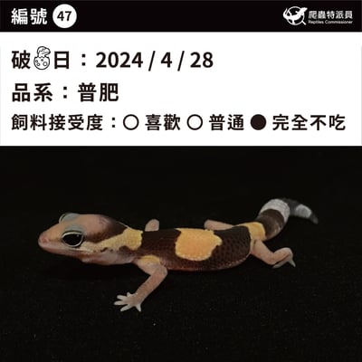 肥尾守宮．普肥（編號 47）3