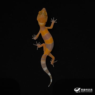 豹紋守宮．日焰（編號 23）2