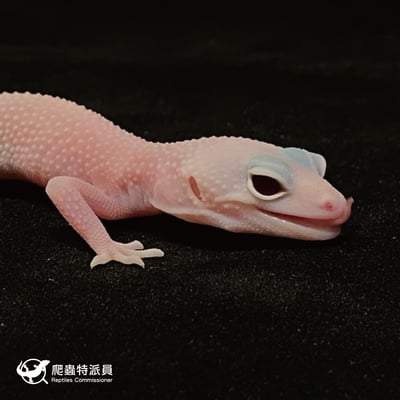 豹紋守宮．雪花暴風雪日蝕（編號 48）5