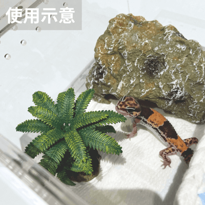 爬蟲蘇鐵樹擺設2