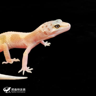 豹紋守宮．橘化（編號 163）4