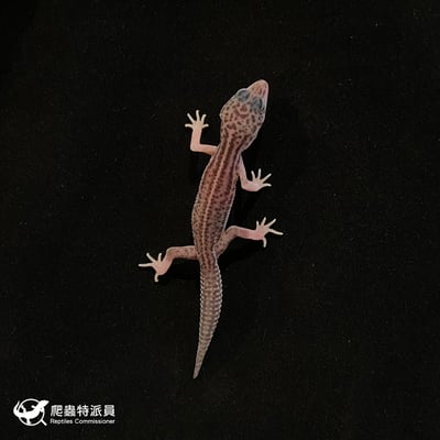 豹紋守宮．超雪（編號 61）2