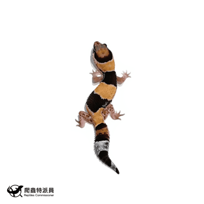 肥尾守宮．普肥（編號 486）1