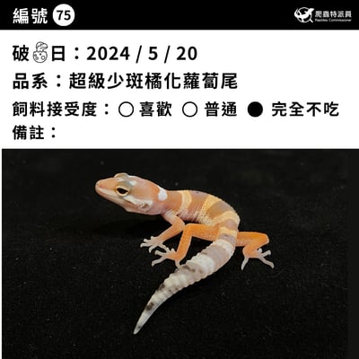 豹紋守宮．超級少斑橘化蘿蔔尾（編號 75）3