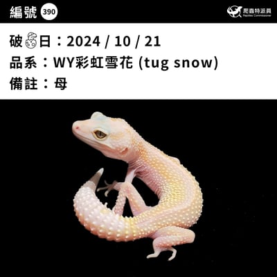 豹紋守宮．WY 彩虹雪花 (tug snow)（編號 390）3