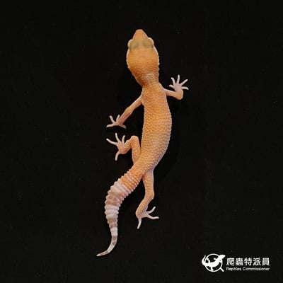 豹紋守宮．日焰（編號 2）2