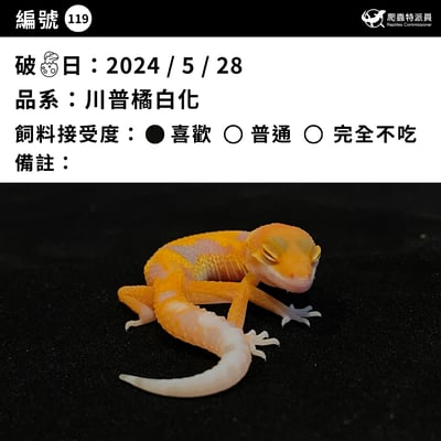 豹紋守宮．川普橘白化（編號 119）3