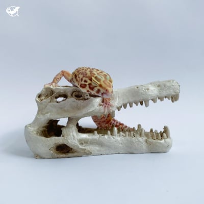 守宮飼養入門組8