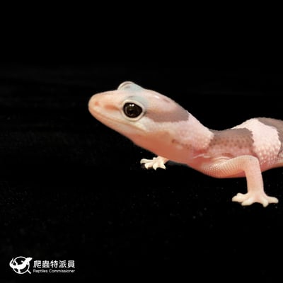 肥尾守宮．Oreo（編號 140）5