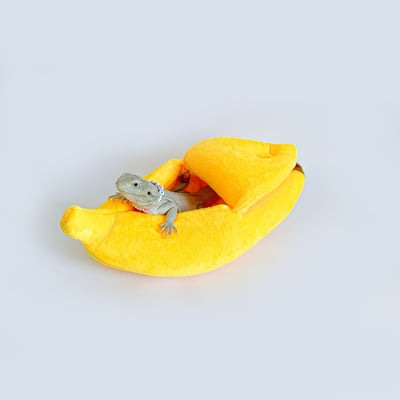 爬蟲剝皮香蕉窩7