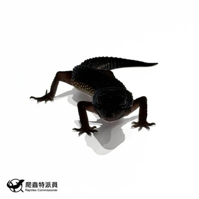 豹紋守宮．黑夜（編號 312）2