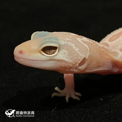 豹紋守宮．川白輕白化（編號 17）5