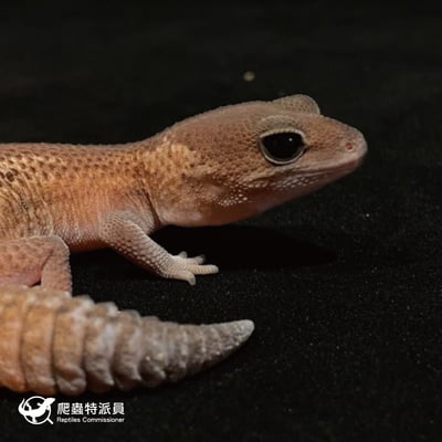 肥尾守宮．無紋 h 橘白（編號 31）4