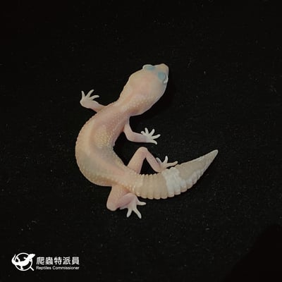 肥尾守宮．橘白祖魯 h 焦糖（編號 34）2